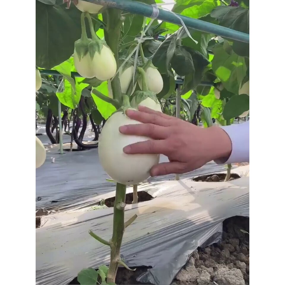 鸡蛋大面积椭圆形茄种子蔬菜种子白色白蛋茄抗病种籽蔬菜茄长高产