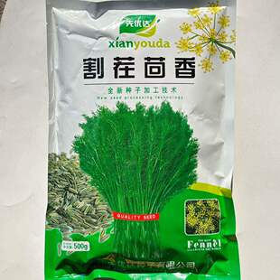 割茬茴香种子茎叶绿扁梗耐热耐寒耐湿叶大生长快产量高春夏秋种植