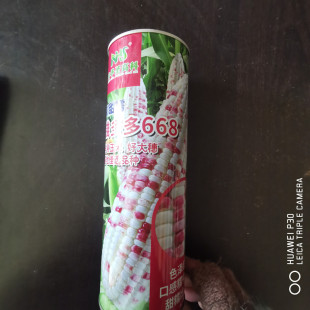 钱多多668彩甜糯玉米种子甜加糯鲜食彩糯玉米种籽南方北方春秋播