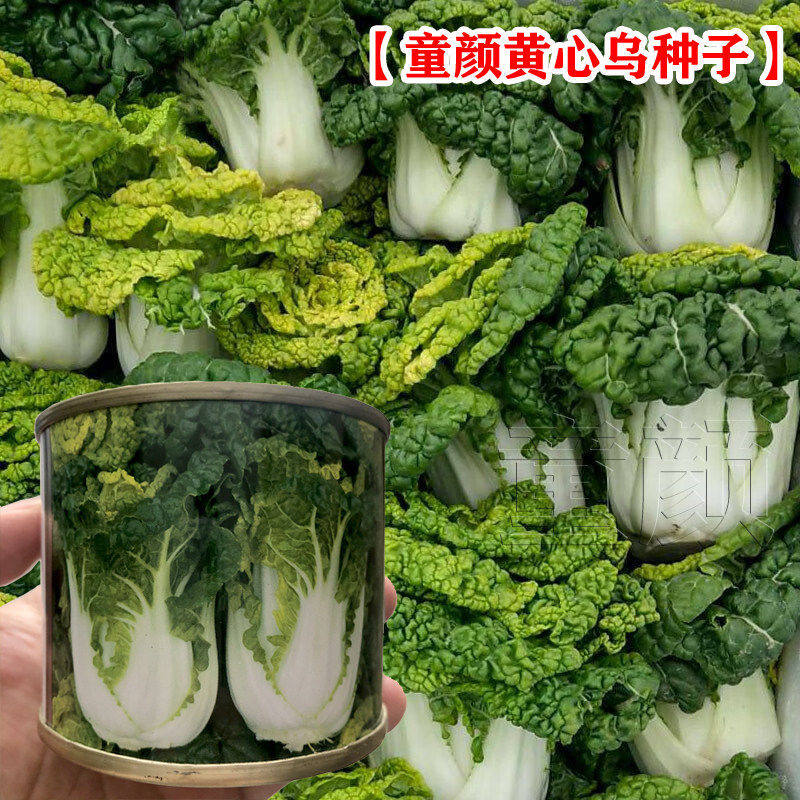 黄心乌塌菜种子菊花心芯耐寒白菜种籽春秋季阳台盆栽四季蔬菜种孑