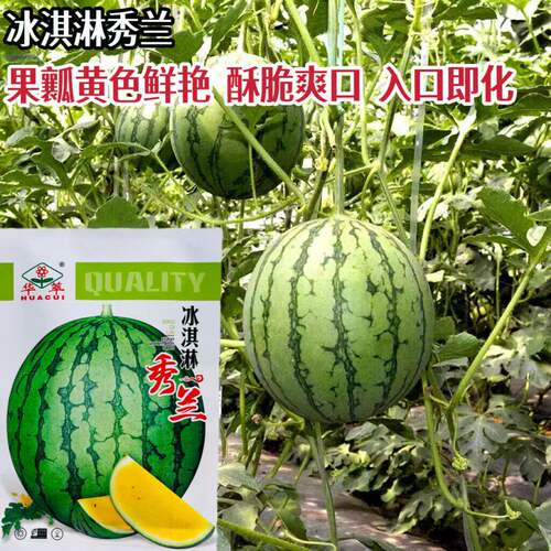 华萃冰淇淋秀兰西瓜种子早熟黄瓤皮薄肉厚小西瓜种籽酥脆爽口西瓜