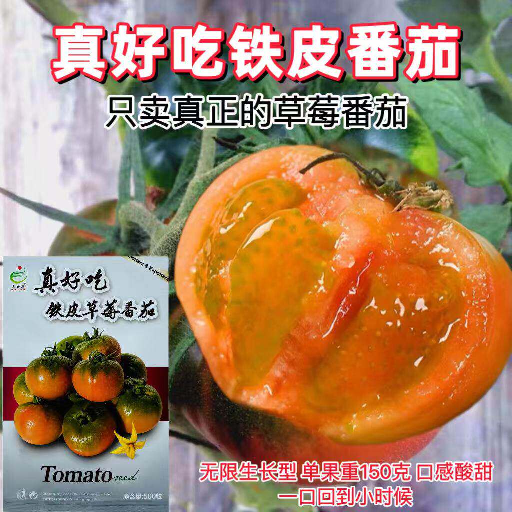 真好吃铁皮草莓番茄种子铁皮柿子种籽草莓西红柿籽酸甜多汁四季播