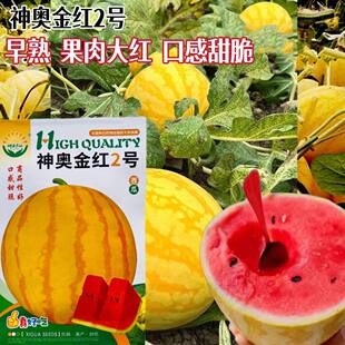 神奥金红2号礼品西瓜种子早熟杂交圆形糖度高黄皮红肉西瓜种子