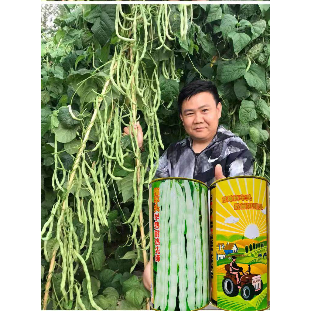 架豆种子拖车头早熟耐热先锋架豆白豆荚高产抗病春夏秋播四季豆种