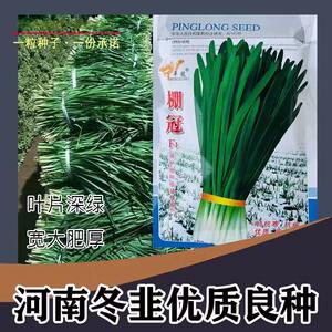 棚冠韭菜种子新一代不休眠杂交雪韭菜种籽耐热超抗寒高产抗病