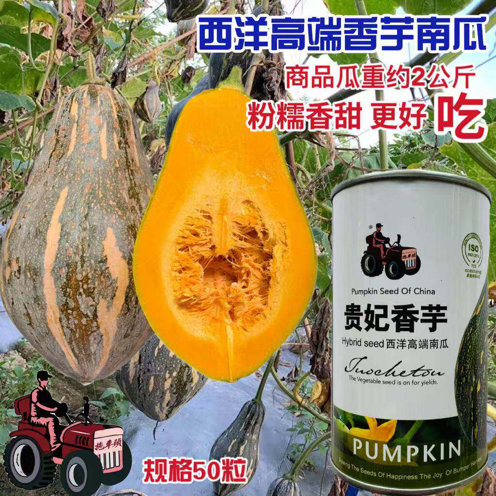 贵妃香芋南瓜种子高产优质肉质粉面甜南瓜种籽农家四季蔬菜种子孑