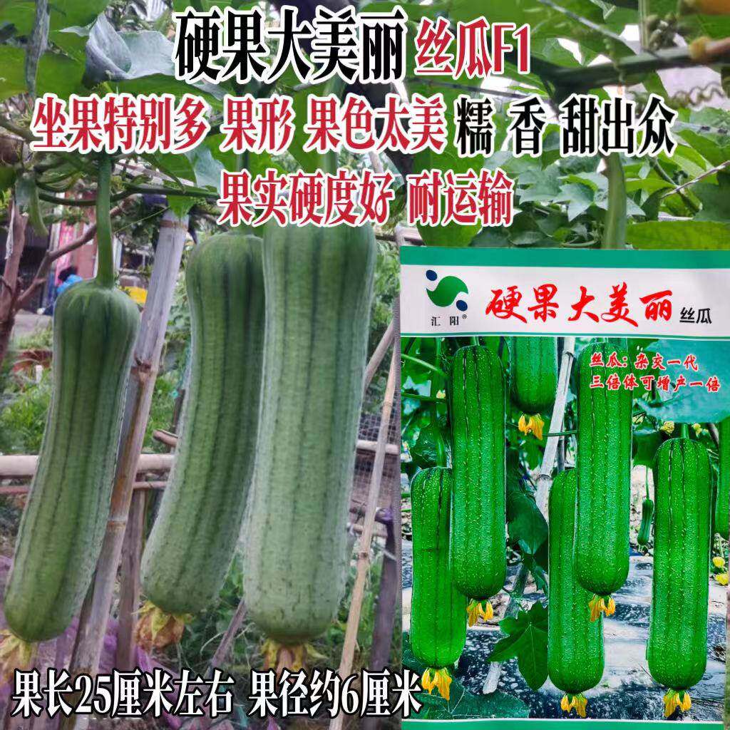硬果大美丽丝瓜种子早熟高产抗病肉丝瓜种籽农家春秋播丝瓜种子籽
