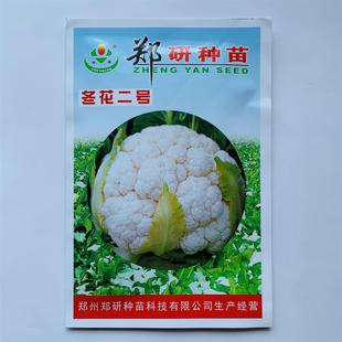 郑研种苗冬花二号椰菜种子早熟椰菜种子大全蔬菜孑一代交配基地种