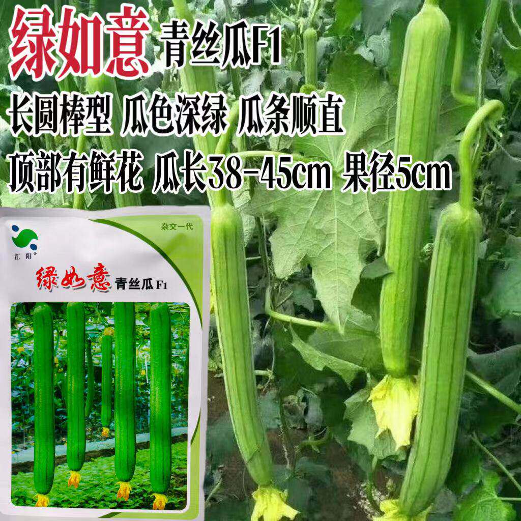 绿如意青丝瓜种子长棒形肉厚青绿皮长丝瓜种籽春秋播蔬菜种子籽