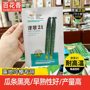 久优津翠21强雌黑亮绿肉抗高温黄瓜种子早熟瓜条顺直短把密刺抗病