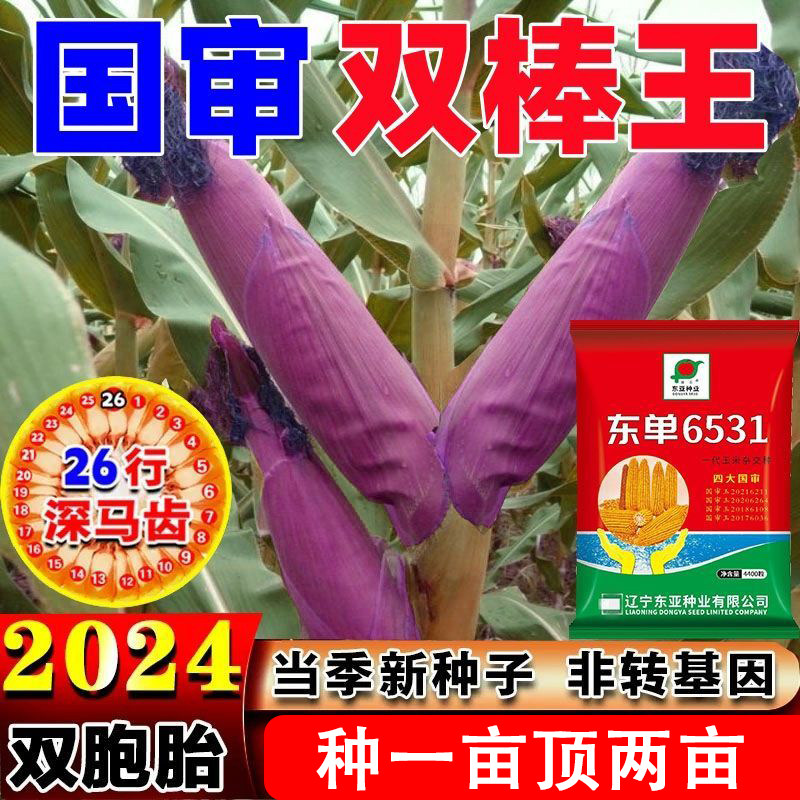 东单6531杂交玉米种子矮杆高产双胞胎苞杆紫杆大棒抗病抗倒伏国审