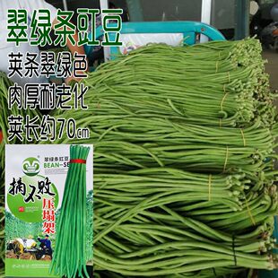 摘不败压塌架厚肉长豆角种子翠绿条早秋熟春秋播耐热高产豇豆种籽