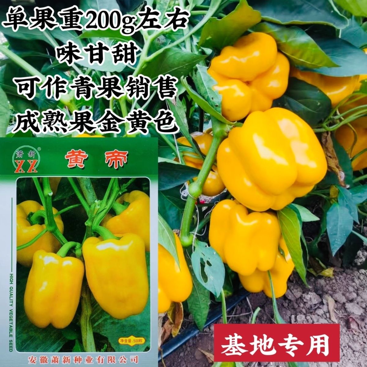 辣椒种子黄帝灯笼型黄色甜椒种子不辣可食用菜椒种子青黄两用