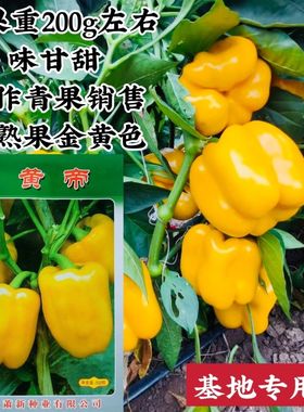 辣椒种子黄帝灯笼型黄色甜椒种子不辣可食用菜椒种子青黄两用