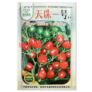 天珠一号草莓椒种子中早熟味辣高产抗病性强干鲜腌渍辣椒大田种孑
