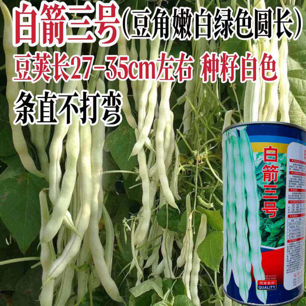 白剑三号特嫩架豆种子中熟高产豆角种籽无筋架豆王四季豆大田种孑