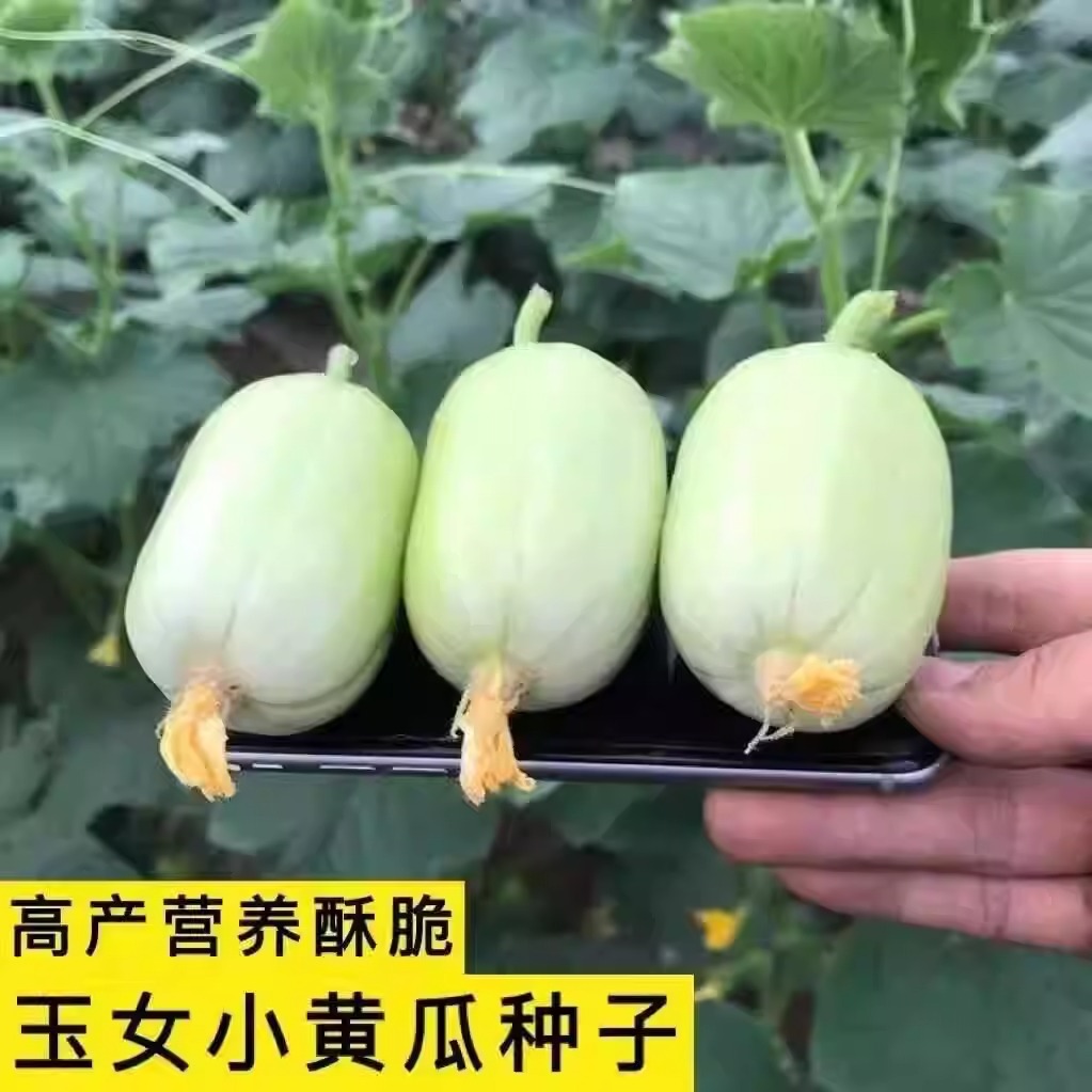 玉女水果黄瓜种子脆甜多汁无刺小黄瓜种籽阳台盆栽高产正宗水黄瓜
