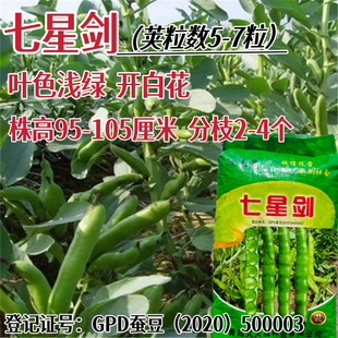 七星剑蚕豆种子高产抗病耐热耐寒农家菜园基地阳台种植蚕豆种子