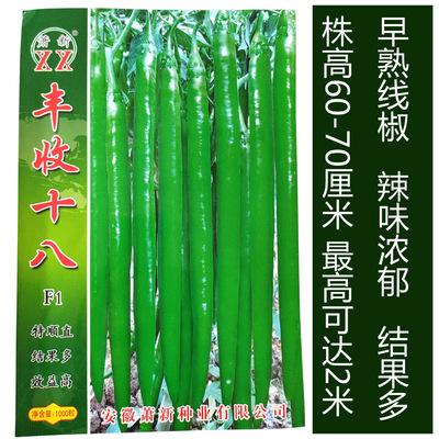萧新丰收十八长线椒种子亩产万斤巨高产特长辣椒苗春秋播蔬菜种子