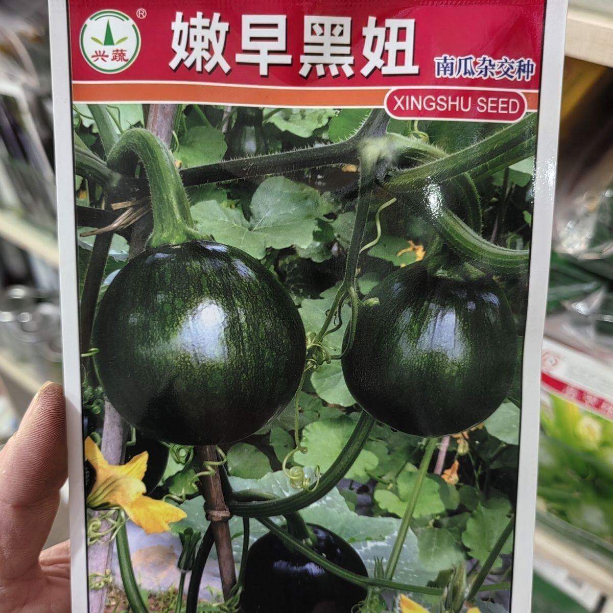 嫩南瓜种子嫩早黑妞湖南兴蔬原装正品蔬菜青皮一串铃种籽四季