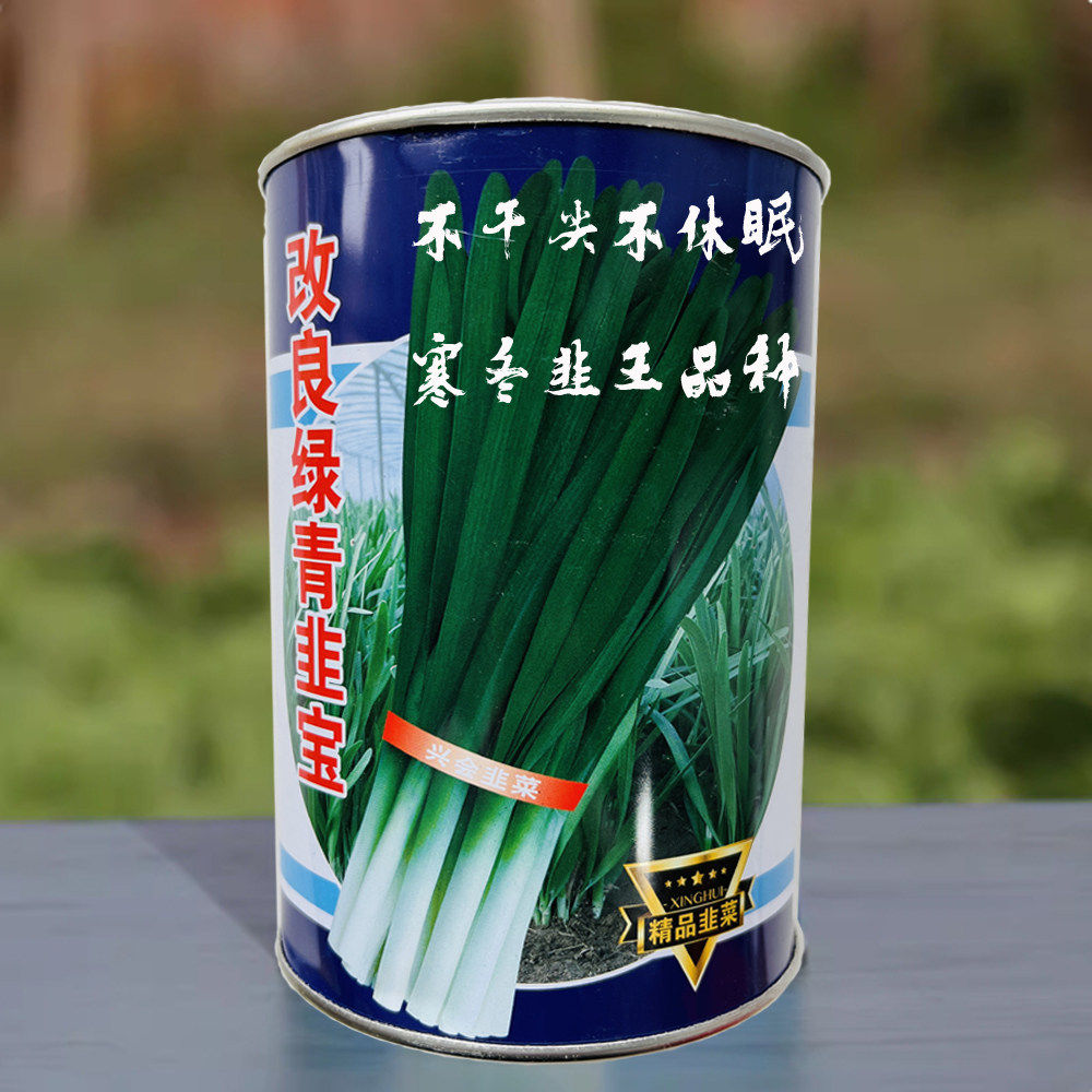 绿青韭宝韭菜种子不干尖叶片绿高产抗病大棚露地不休眠韭菜种籽