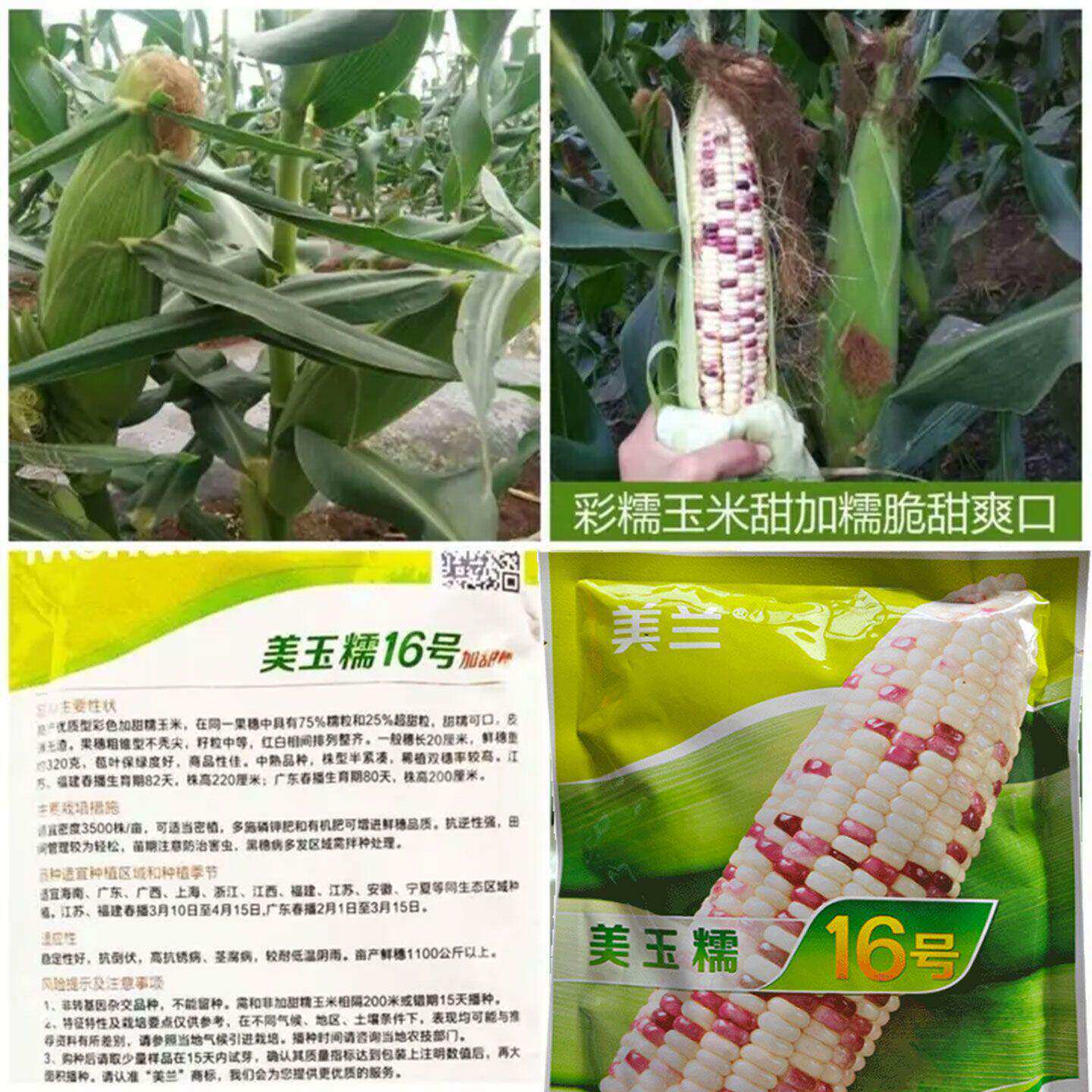 美玉糯16号玉米种子加甜糯玉米彩甜糯花糯国审鲜食春播玉米种子