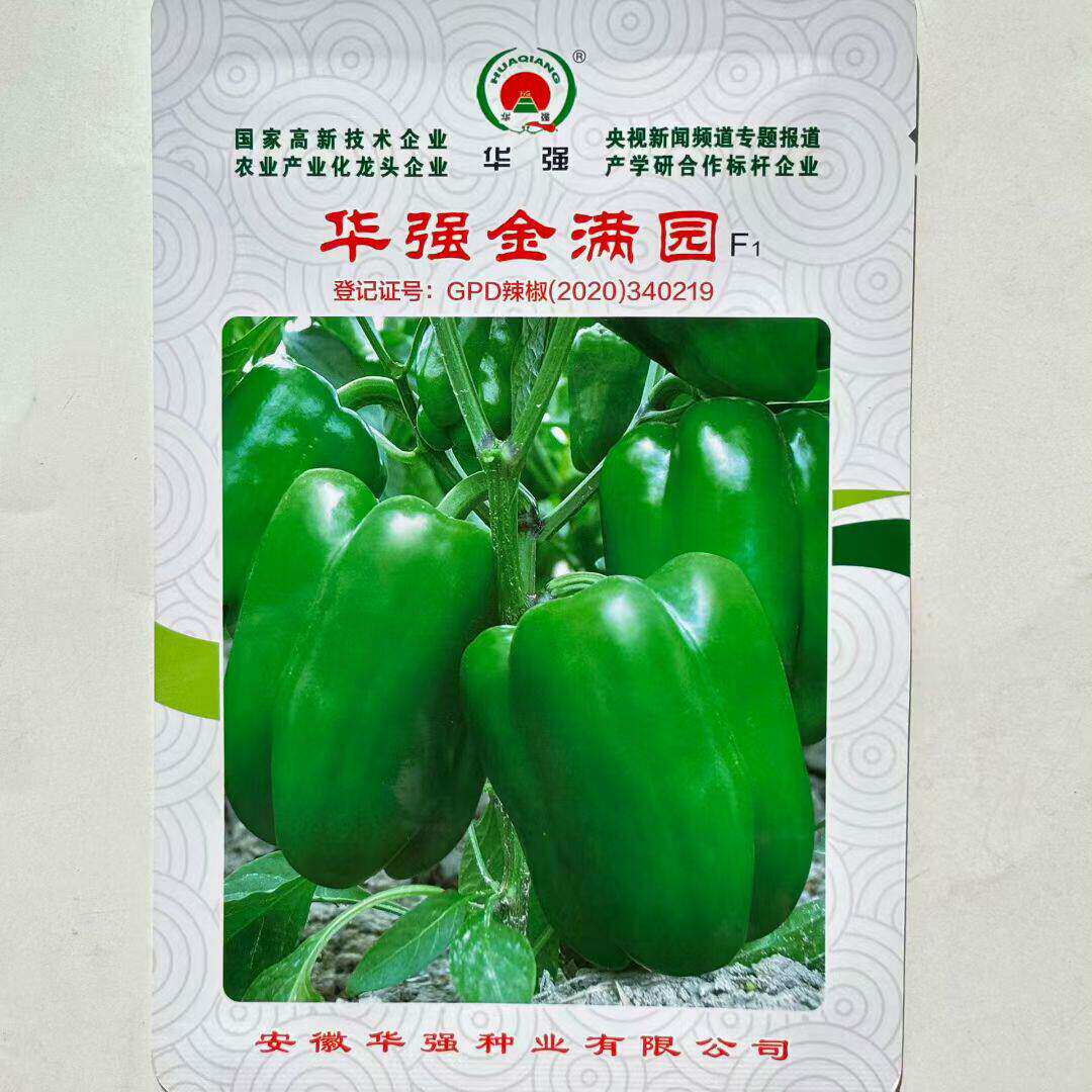 甜椒种子华强金满园灯笼椒高产抗病大果早中熟优质杂交灯笼椒种籽