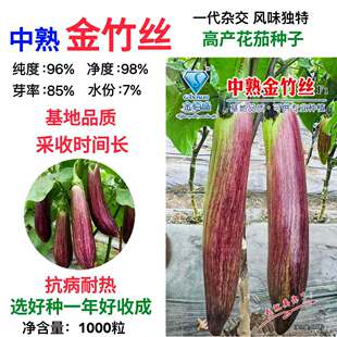 中熟金竹丝茄种子耐味甜长茄中熟花茄子高产抗病阳台家庭蔬菜种子