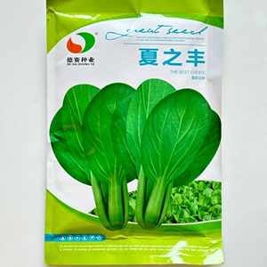 夏之丰耐热青梗菜种子一代杂交叶片耐热耐湿抗病产量高青梗菜种子