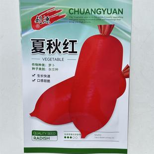 夏秋红一代杂交抗热早熟红萝卜生长期45~60天不糠心甜脆生吃萝卜
