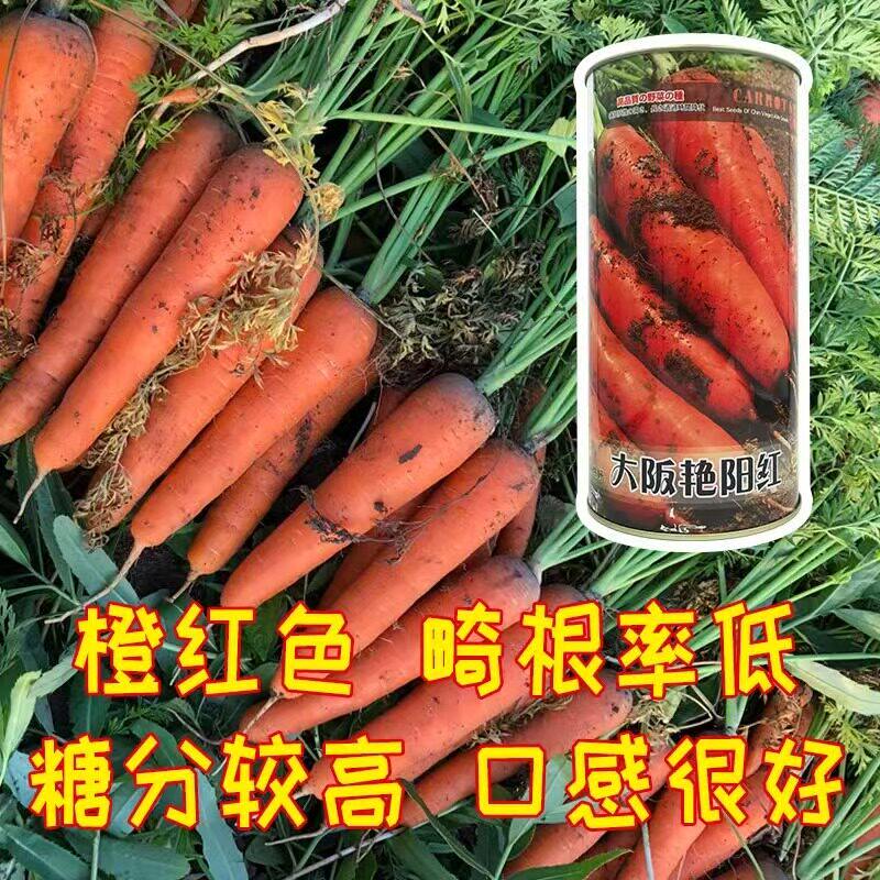 大阪艳阳红胡萝卜种子水果萝卜秋四季蔬菜农家进口胡萝卜种籽甜脆
