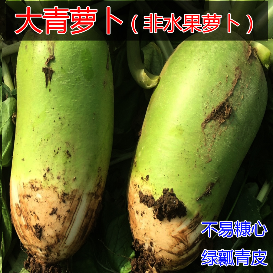 大青萝卜种子丰产大个菜农专用白萝卜籽绊倒驴种籽四季播蔬菜种孑