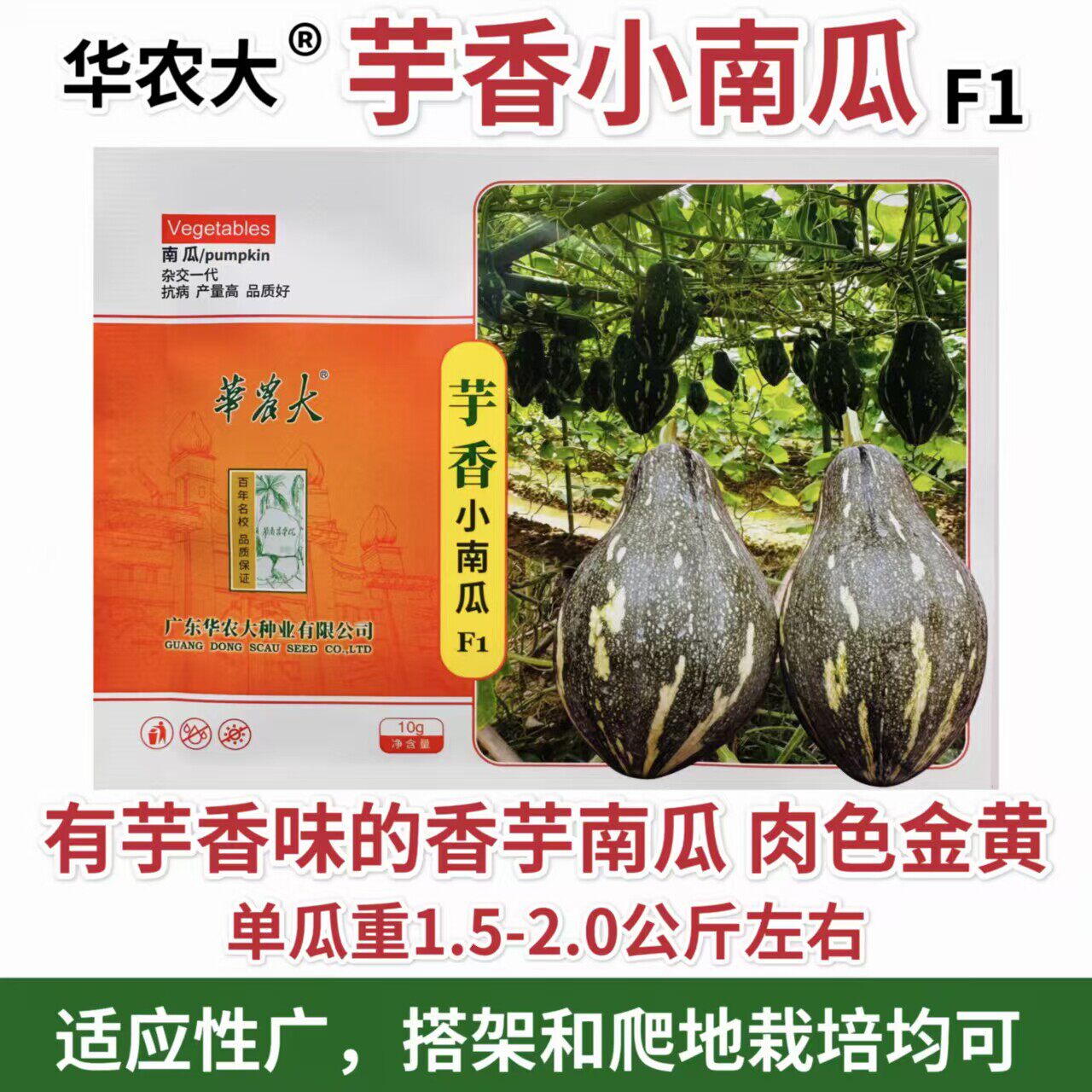 华农大芋香小南瓜种子板栗蜜本春秋季趴地搭架黄肉香芋南瓜杂交种