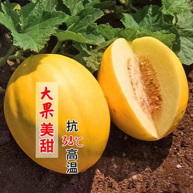 金皮白肉甜瓜种子黄皮香瓜久红瑞黄皮白肉四季播菜园超甜水果种籽
