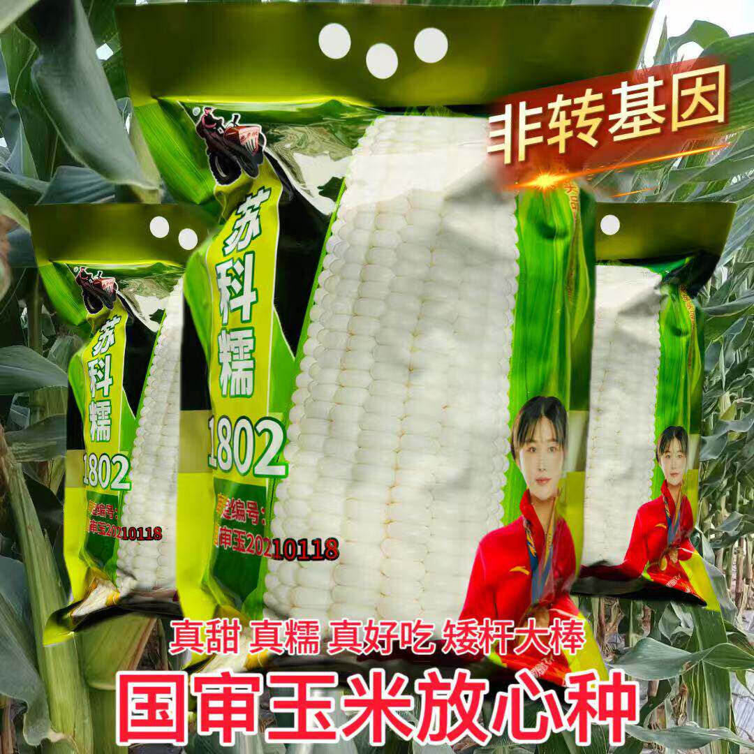 苏科糯1802国审玉米种子鲜食甜糯高产大棒颗粒饱满5斤装63个内包