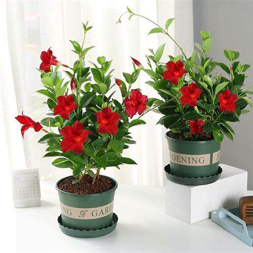 万香藤花万里漂香滕花漂香腾花万里飘香疼花四季万年飘香藤客厅