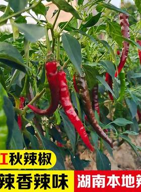 正宗湖南秋辣椒特价小个头香辣特辣农家自种新鲜蔬菜青辣椒红辣椒