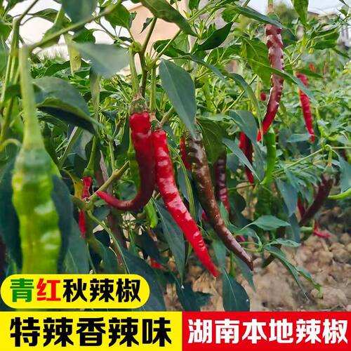 正宗湖南秋辣椒特价小个头香辣特辣农家自种新鲜蔬菜青辣椒红辣椒