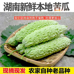 正宗湖南新鲜苦瓜应季农家自种蔬菜凉瓜现摘营养清热绿白苦瓜包邮