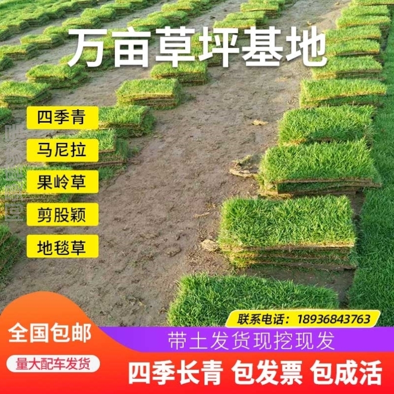 绿化草皮真草坪草马尼拉泥土带果岭庭院四季青别墅植物绿植草坪