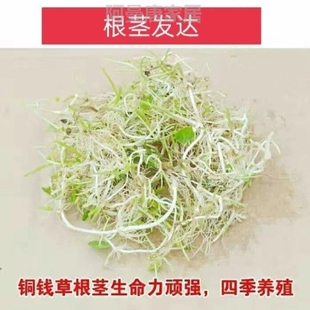 植物金钱草四季 好养活带叶睡莲家庭常青大号养植栽植培植空气盆栽