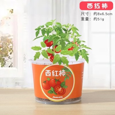 植物盆栽儿童幼儿园小学生diy种植创意迷你小盆栽草莓水果向日葵