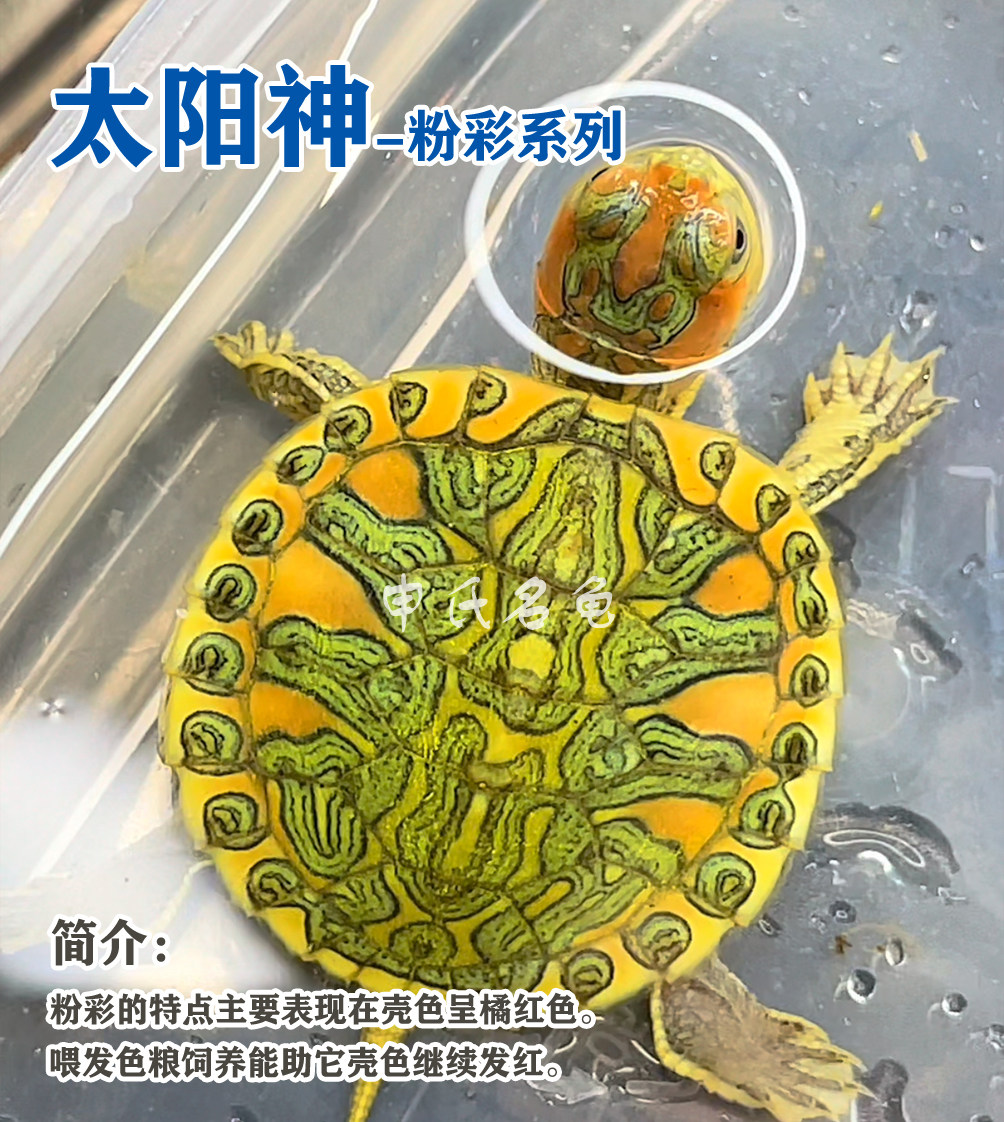 彩巴孔雀明王巴西龟变异巴西网红风水变异龟观赏龟巴西龟