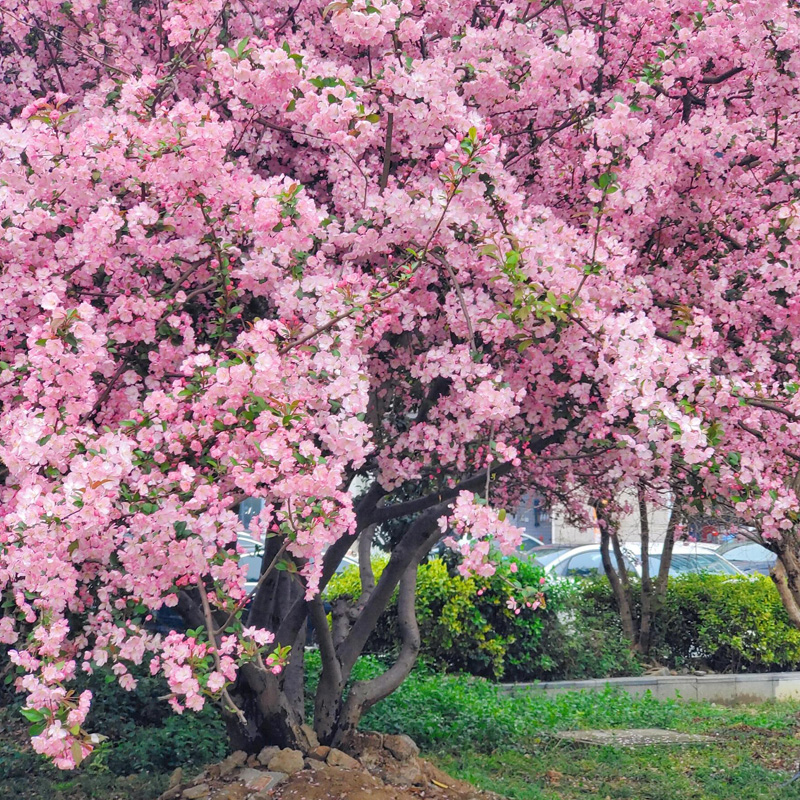 红宝石月季花苗大苗盆栽