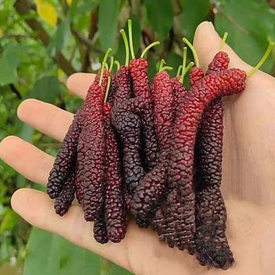 桑葚树苗果苗盆栽地栽