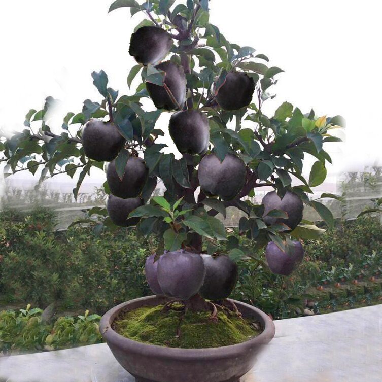 矮化苹果树盆栽地栽带果嫁接南北
