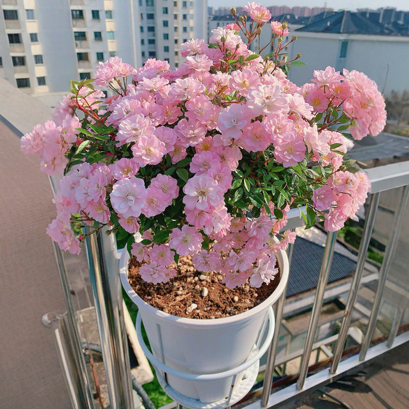 樱坂樱贝月季花大苗盆栽阳台窗台日本微型姬月季花多头群开花机器