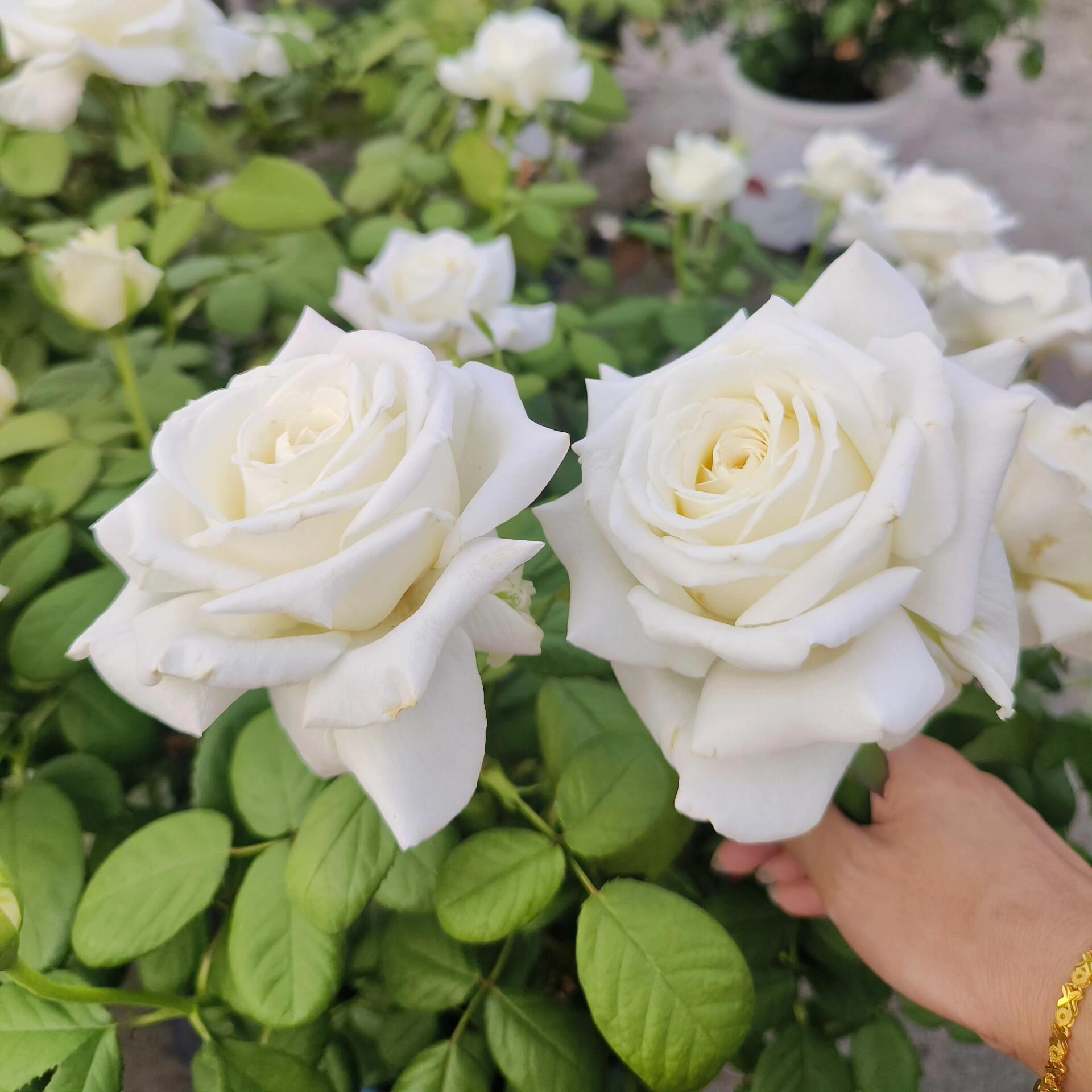 月季大苗盆栽可食用玫瑰花