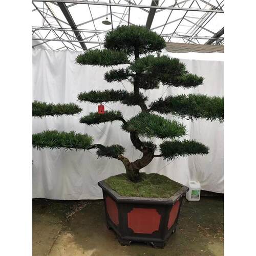造型大罗汉松盆景名贵老桩真树高端别墅庭院室内户外绿植盆栽好养