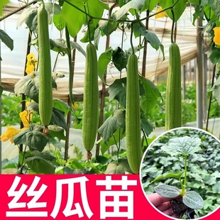 丝瓜秧苗春秋季丝瓜苗子大田种植农家庭院丝瓜蔬菜秧苗带土发货